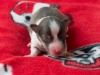 Female-1. Two days old