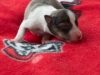 Female-1. Two days old