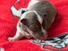 Female-2. Two days old