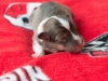 Female-2. Two days old