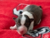 Female-3. Two days old