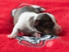Female-3. Two days old