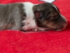 Male-1. Two days old