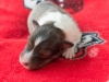 Male-1. Two days old