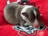 Male-2. Two days old