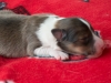 Male-2. Two days old