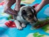 Male-one, 2 weeks old