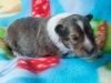 Male-one, 2 weeks old