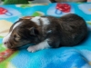 Male-two, 2 weeks old