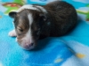 Male-two, 2 weeks old