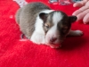 Female-one, 2 weeks old