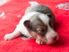 Female-one, 2 weeks old