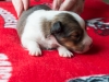 Female-two, 2 weeks old