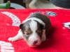 Female-two, 2 weeks old