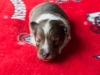 Female-three, 2 weeks old