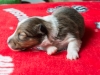 Female-three, 2 weeks old