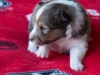 Female #1 Drumlin Puppy, 2 weeks and 2 days