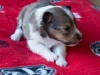 Female #1 Drumlin Puppy, 2 weeks and 2 days