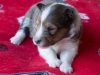 Female #1 Drumlin Puppy, 2 weeks and 2 days