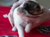 Female #2 Drumlin Puppy, 2 weeks and two days