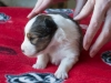 Female #2 Drumlin Puppy, 2 weeks and two days
