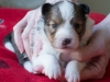 Female #2 Drumlin Puppy, 2 weeks and two days
