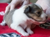 Female #3 Drumlin Puppy, 2 weeks and two days
