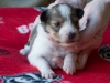 Female #3 Drumlin Puppy, 2 weeks and two days