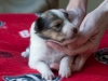 Female #3 Drumlin Puppy, 2 weeks and two days