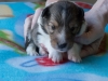 Male #1 Drumlin Puppy, 2 weeks and two days