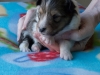 Male #1 Drumlin Puppy, 2 weeks and two days