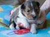 Male #1 Drumlin Puppy, 2 weeks and two days