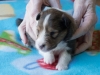 Male #2 Drumlin Puppy, 2 weeks and two days.