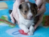 Male #2 Drumlin Puppy, 2 weeks and two days.