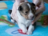 Male #2 Drumlin Puppy, 2 weeks and two days.