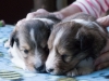 Drumlin Puppy Male 3 weeks