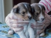 Drumlin Puppy Male 3 weeks