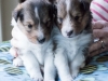Drumlin Puppy Male 3 weeks