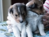 Drumlin Puppy Male 3 weeks