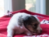 Drumlin Puppy Female 3 weeks
