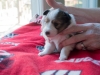 Drumlin Puppy Female 3 weeks