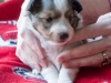 Drumlin Puppy Female 3 weeks
