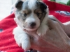 Drumlin Puppy Female 3 weeks