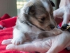 Drumlin Puppy Female 3 weeks