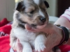 Drumlin Puppy Female 3 weeks