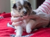 Drumlin Puppy Female 3 weeks
