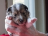 Drumlin Puppy Female 3 weeks