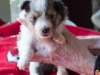 Drumlin Puppy Female 3 weeks