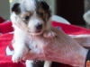 Drumlin Puppy Female 3 weeks