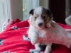 Drumlin Puppy Female 3 weeks